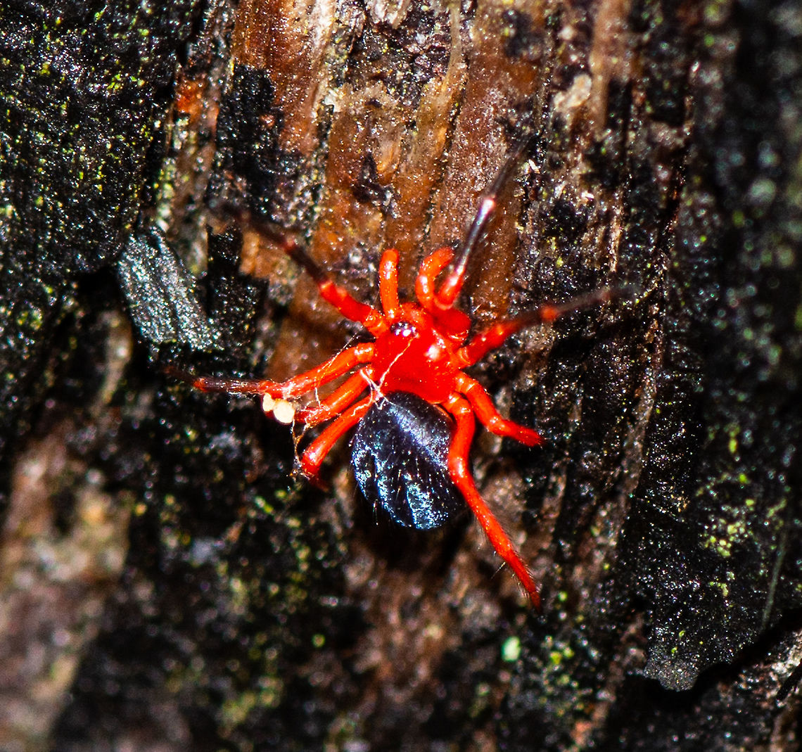 Another View - Novodamus nodatus  Australia,Geotagged,Novodamus nodatus,Summer,Tasmanian Red-and-black Spider
