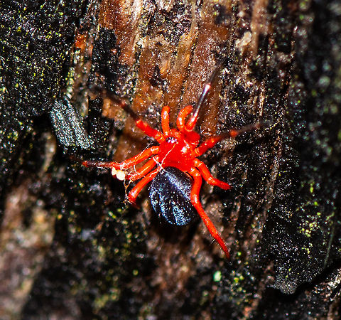 Another View - Novodamus nodatus  Australia,Geotagged,Novodamus nodatus,Summer,Tasmanian Red-and-black Spider