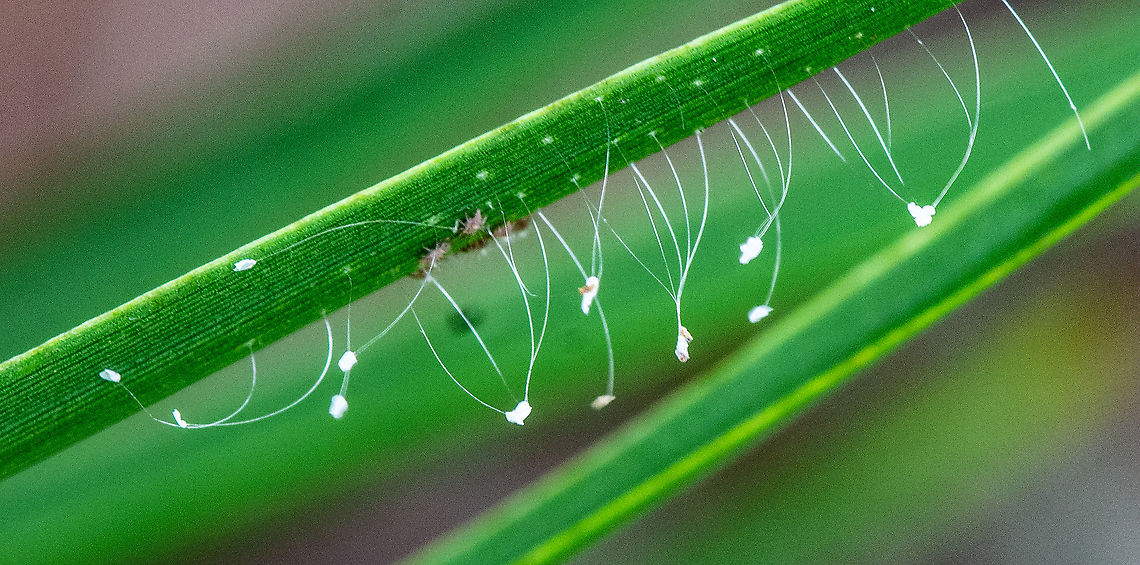 Lacewings Emerging  Australia,Chrysopa perla,Geotagged,Summer