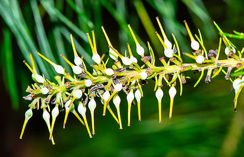 Geebung - Mambara  Australia,Geotagged,Persoonia pinifolia,Pine-leaved geebung,Summer