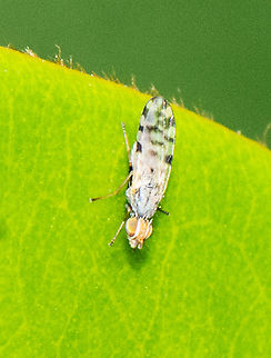 Nice Wings - A Fruit Fly  Australia,Dioxyna sororcula,Geotagged,Summer