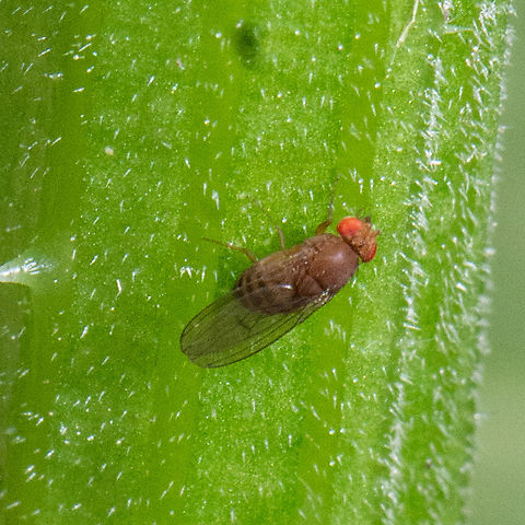 Brown Beauty  Australia,Drosophila melanogaster,Geotagged,Summer