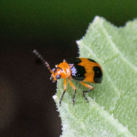Zucchini Visitor - Pumpkin Beetle  Aulacophora hilaris,Australia,Geotagged,Summer
