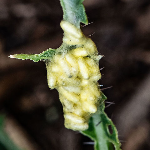Devastators Waiting - Braconid Wasps Are these wrapped around a caterpillar Australia,Callibracon capitator,Geotagged,Summer,White Flank Black Braconid wasp