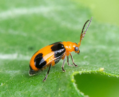 Making a Deposit - Aulacophora hilaris  Adults feed on leaves, chewing large holes. Seedlings are particularly susceptible, and so are young plants after planting out. The damage to young plants can delay crop maturity. Damage also occurs to flowers and small fruit.
The larvae probably damage roots and stems, but evidence of this has not been reported from Pacific island countries. This type of damage may allow entry of other organisms, especially fungi.

https://www.pestnet.org/fact_sheets/pumpkin_beetle_040.htm Aulacophora hilaris,Australia,Geotagged,Summer