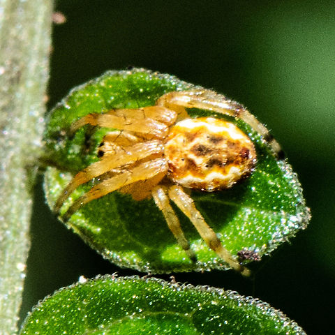 Leaf Sized - Salsa brisbanae - Orb Weaver  Australia,Brisbane Orb Weaver,Geotagged,Salsa brisbanae,Summer
