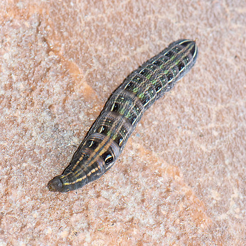 Juicy - Hippoto Celerio  Australia,Geotagged,Hippotion celerio,Silver-striped hawk-moth,Summer