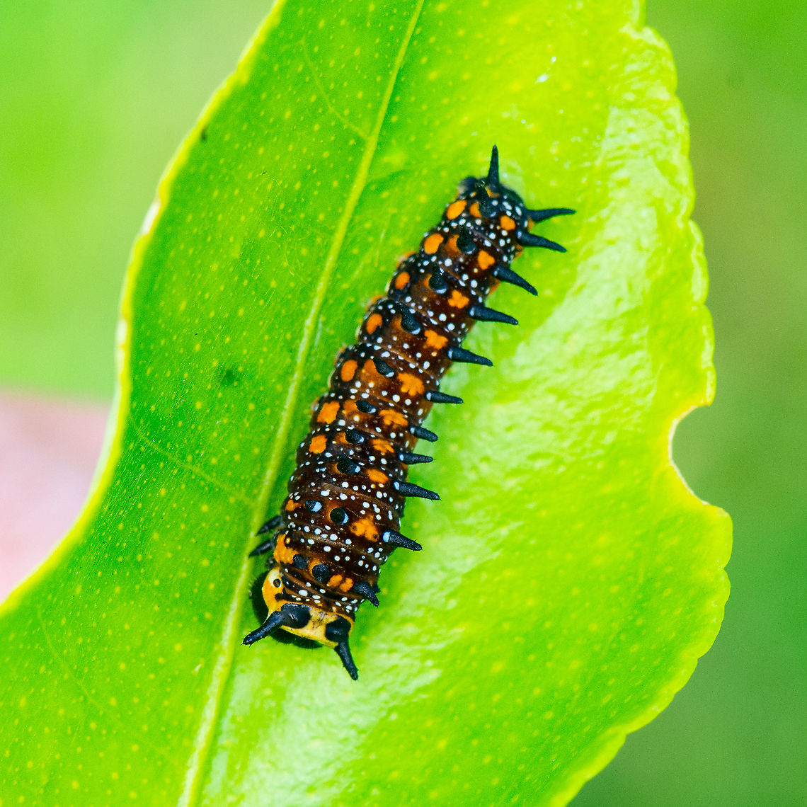 Caterpillar of Dainty Swallowtail Butterfly  Australia,Dainty swallowtail,Geotagged,Papilio anactus,Summer