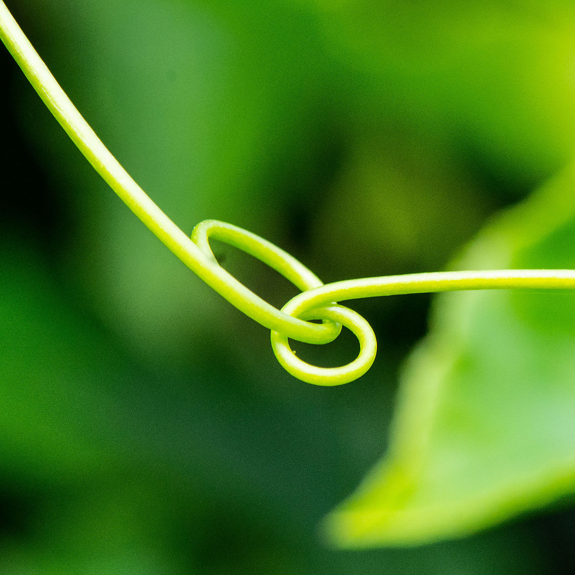 A Tendril Embrace - Passion Personified Or Love me Tendril<br />
Even plants celebrate Valentine&#039;s Day Australia,Common Passionfruit,Crimson passion flower,Geotagged,Passiflora edulis,Passiflora vitifolia,Summer