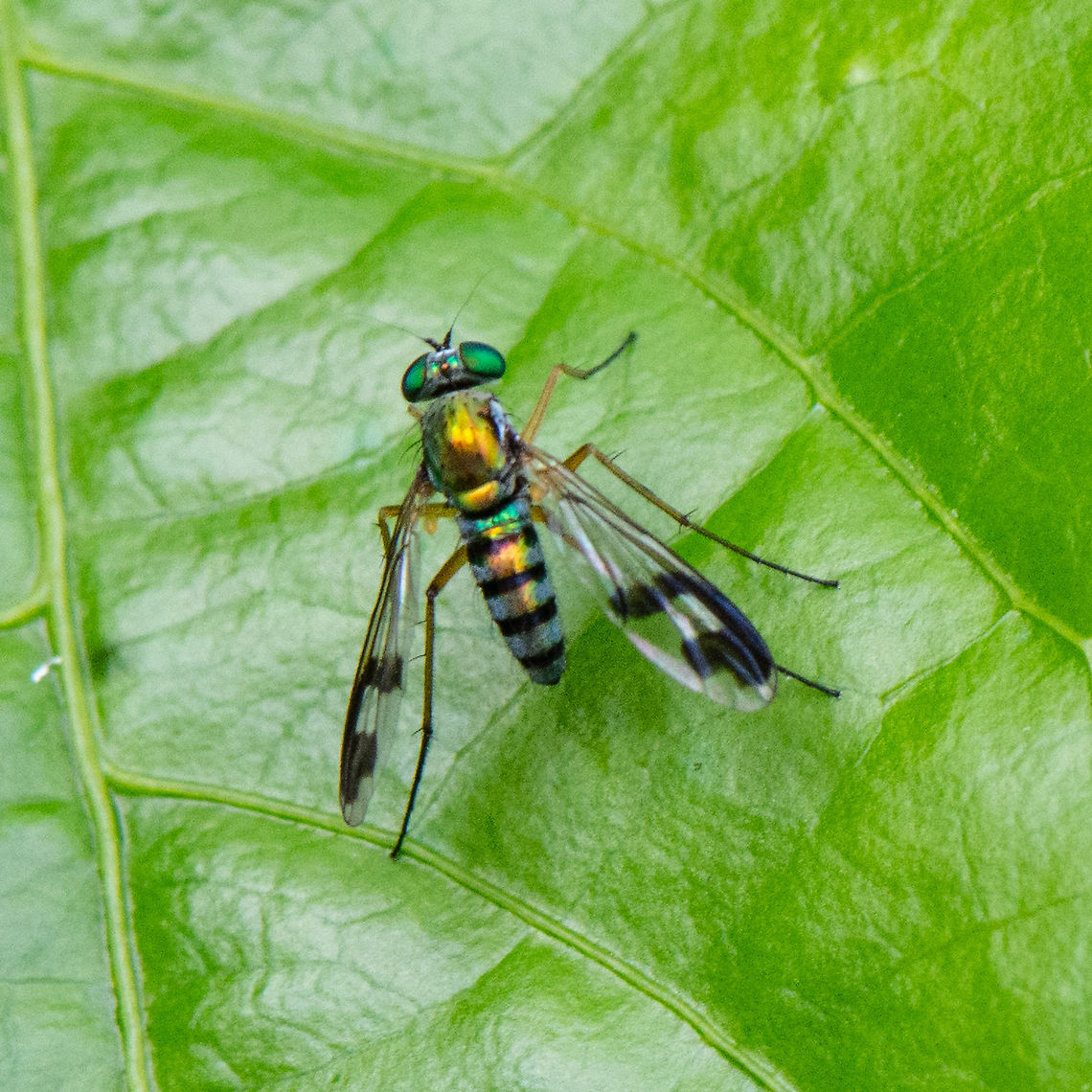 Austrosciapus Zentae - Long-legged Fly This is a medium size Long-legged Fly with golden-yellow-green body colour. The first abdomen segment is whitish-green. There are two board bands on wings. <br />
<br />
<a href="https://www.brisbaneinsects.com/brisbane_Dolichopodid/GreenLongLeggedFly3.htm" rel="nofollow">https://www.brisbaneinsects.com/brisbane_Dolichopodid/GreenLongLeggedFly3.htm</a> Australia,Austrosciapus Zentae,Geotagged,Summer