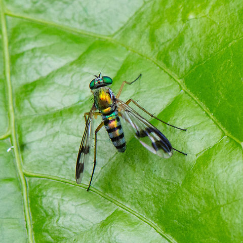 Austrosciapus Zentae - Long-legged Fly This is a medium size Long-legged Fly with golden-yellow-green body colour. The first abdomen segment is whitish-green. There are two board bands on wings. 

https://www.brisbaneinsects.com/brisbane_Dolichopodid/GreenLongLeggedFly3.htm Australia,Austrosciapus Zentae,Geotagged,Summer