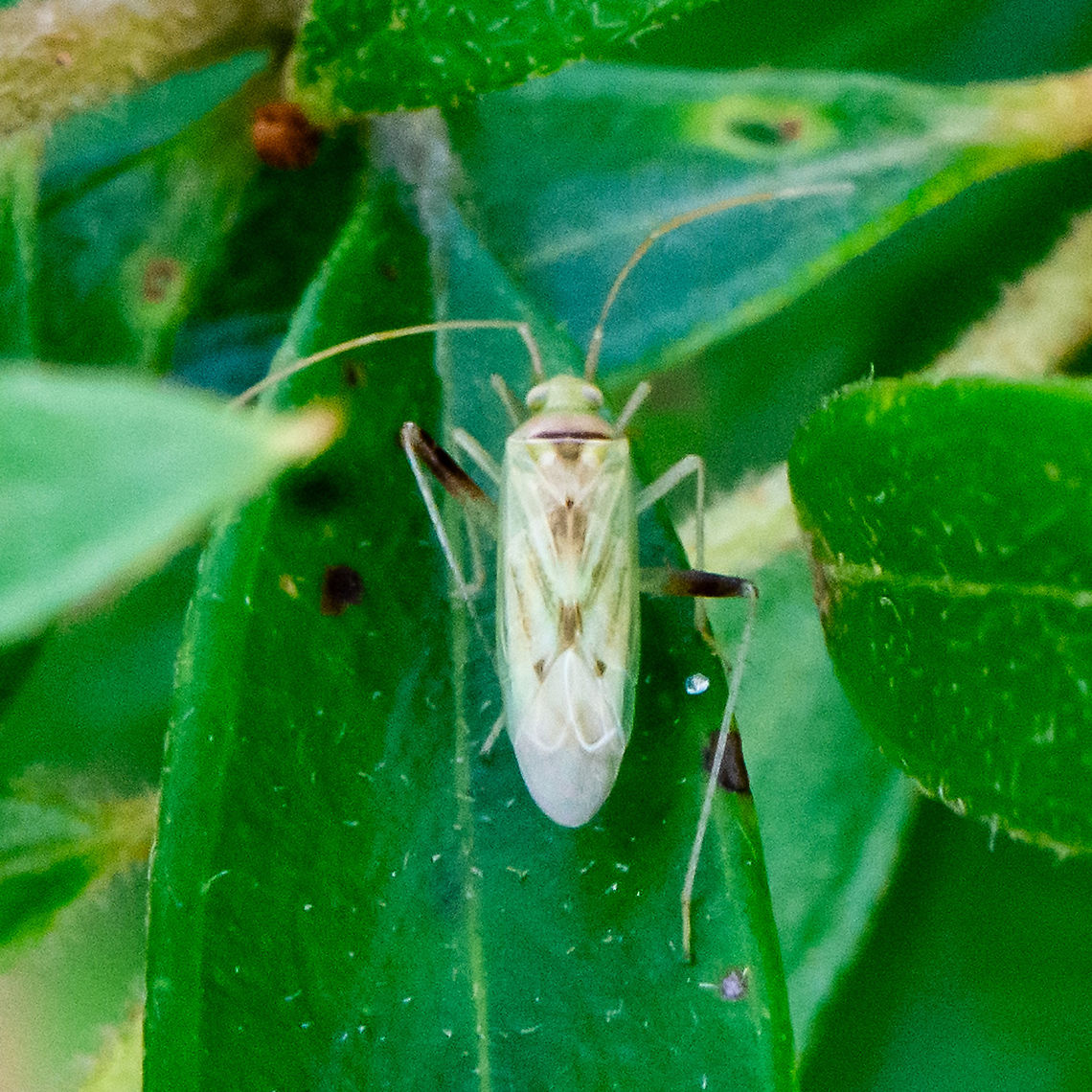 Green Mirid - Creontiades dilutus  Australia,Creontiades dilutus,Geotagged,Green mirid,Summer