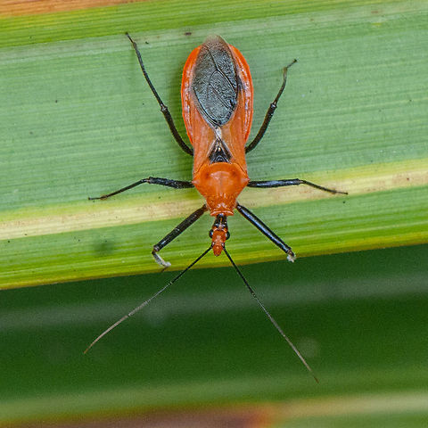 Gminatus australis - Assassin Bug - Top View  Australia,Australian assassin bug,Geotagged,Gminatus australis,Orange Assassin Bug,Summer