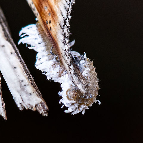 Coccinellid larva - Cryptolaemus montrouzieri - Mealybug Ladybird  Australia,Cryptolaemus montrouzieri,Geotagged,Mealybug Ladybird,Summer