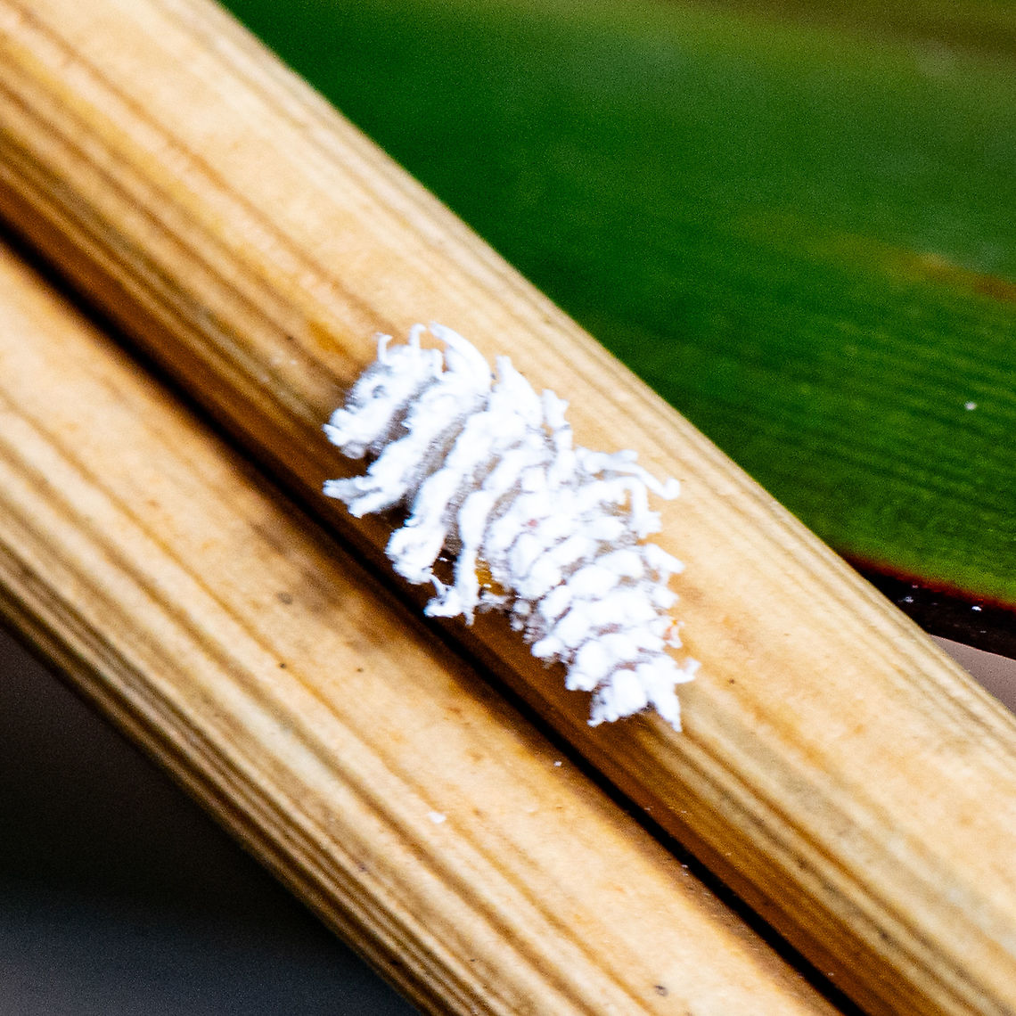 Coccinellid larva - Cryptolaemus montrouzieri  Australia,Cryptolaemus montrouzieri,Geotagged,Mealybug Ladybird,Summer