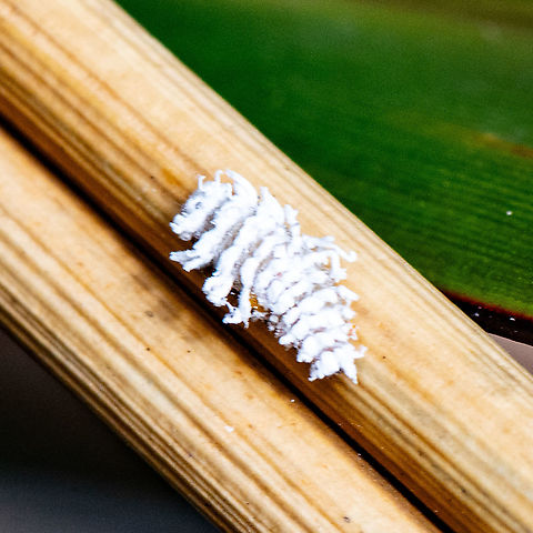 Coccinellid larva - Cryptolaemus montrouzieri  Australia,Cryptolaemus montrouzieri,Geotagged,Mealybug Ladybird,Summer