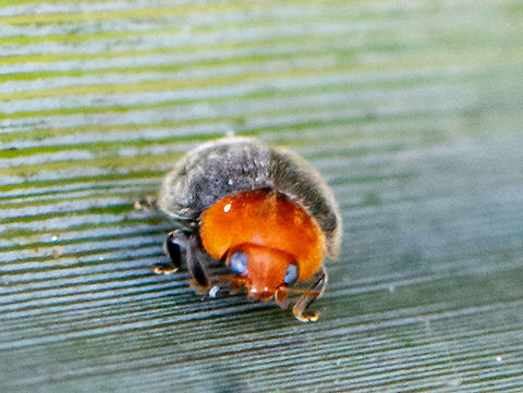 Ol Blue Eyes - Cryptolaemus montrouzieri  Australia,Cryptolaemus montrouzieri,Geotagged,Mealybug Ladybird,Summer