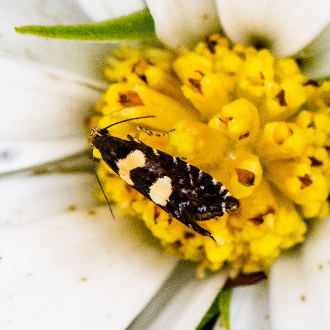 Mellow Yellow - Glyphipterix chrysoplanetis.  Australia,Geotagged,Glyphipterix chrysoplanetis,Glyphipterix chrysoplanetis.,Summer