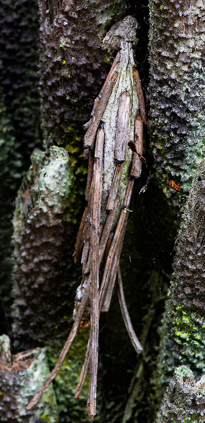 Home - Metura Elongatus  Australia,Geotagged,Metura elongatus,Saunders' case moth,Summer