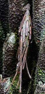 Home - Metura Elongatus  Australia,Geotagged,Metura elongatus,Saunders' case moth,Summer