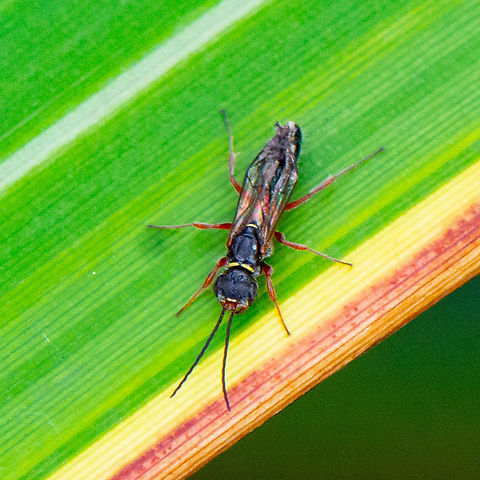 Spider Wasp - Ageniellini  Australia,Geotagged,Summer