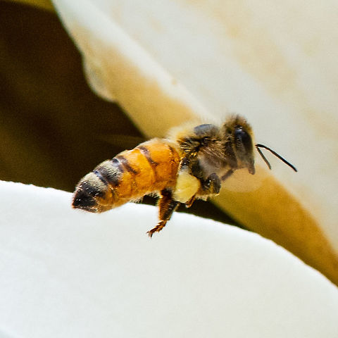 Magnolia Pollen - European Honey Bee - Apis mellifera  Apis mellifera,Australia,Geotagged,Summer,Western honey bee