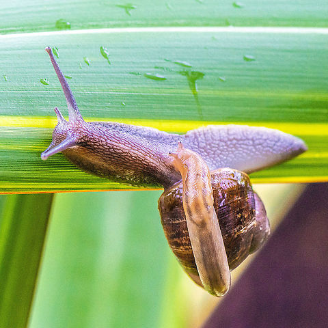 Piggy Back - Cantareus aspersus Not sure what is happening here Australia,Cornu aspersum,Garden Snail,Geotagged,Summer