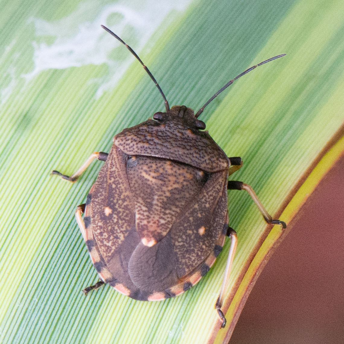 Toad Stink Bug - Platycoris (Hypogomphus) bipunctatus The stink bug has a round and thick body, brown in colour with typical stick bug colour pattern.  Australia,Geotagged,Platycoris,Platycoris rugosus,Summer,Toad stink bug,stink bug
