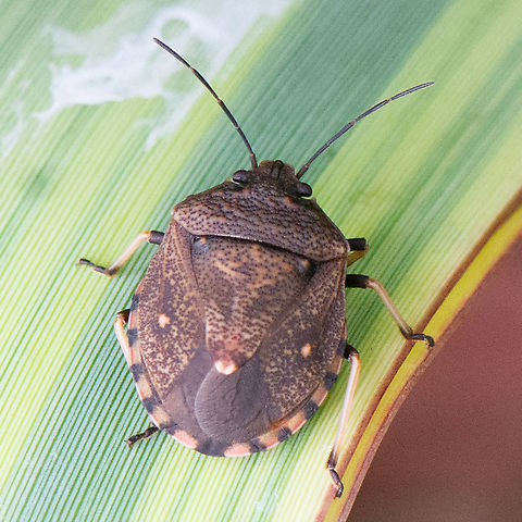 Toad Stink Bug - Platycoris (Hypogomphus) bipunctatus The stink bug has a round and thick body, brown in colour with typical stick bug colour pattern.  Australia,Geotagged,Platycoris,Platycoris rugosus,Summer,Toad stink bug,stink bug
