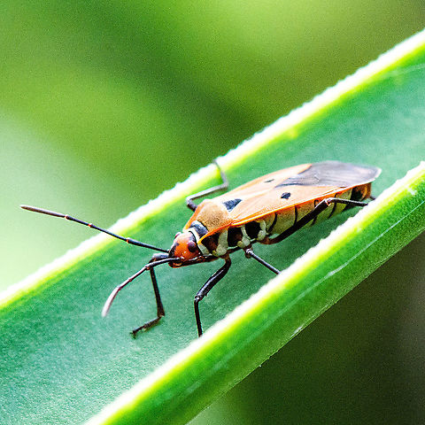Orange and Black - Hemiptera - Dysdercus cingulatus  Australia,Dysdercus cingulatus,Geotagged,Red cotton bug,Summer