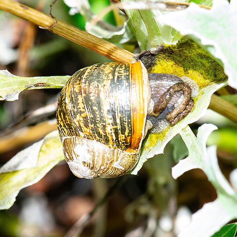 Cornu aspersum  Australia,Cornu aspersum,Garden Snail,Geotagged,Summer