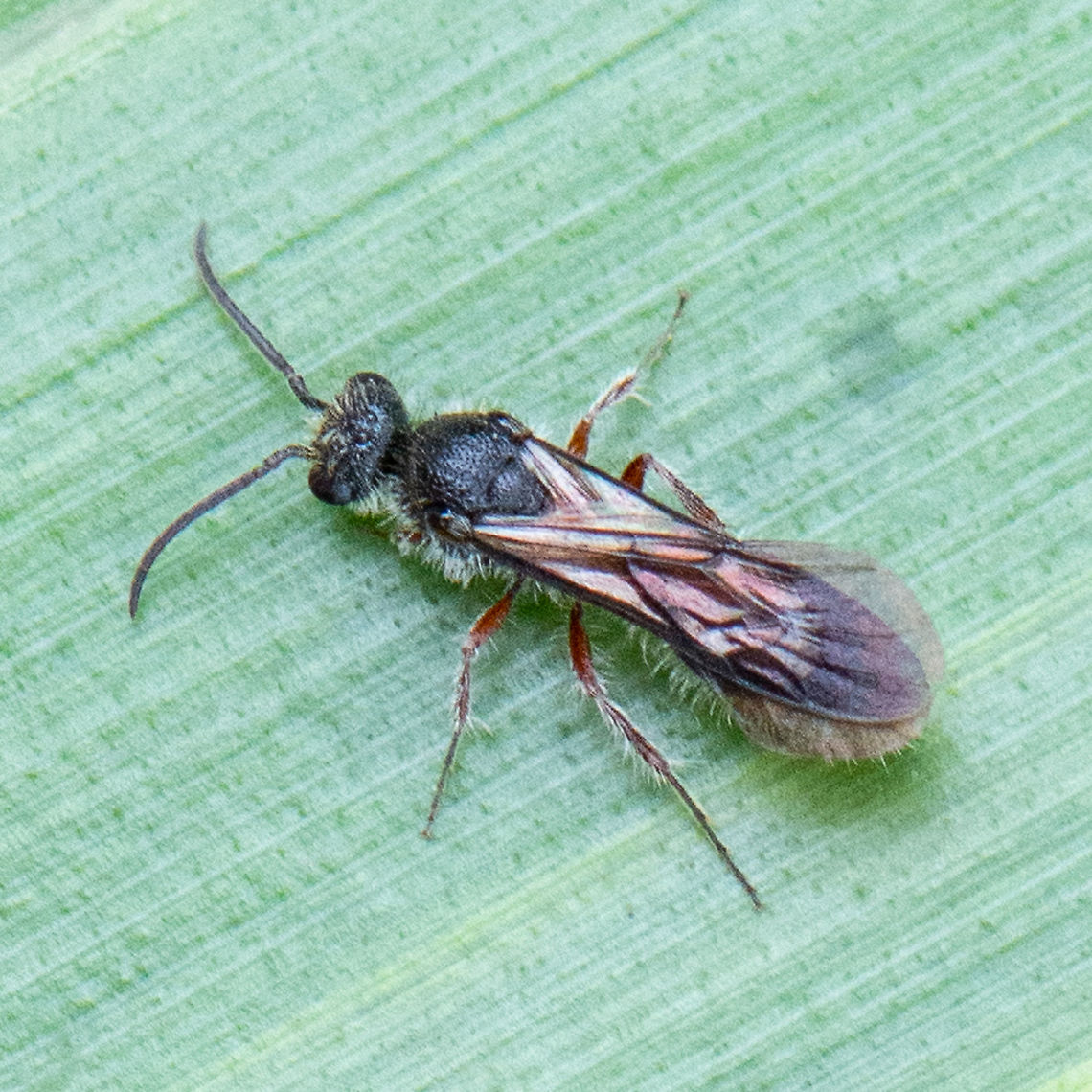 Furry Flower Wasp  Australia,Blue Flower Wasp,Blue hairy flower wasp,Geotagged,Scolia soror,Scolia verticalis,Summer