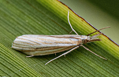 Pyralid or snout moth - Hednota species near grammellus The genus Hednota has about 60 named species.  Some of them are similar looking moths with a series of longitudinal yellow-brown and silver-white streaks on the forewing. They are hard to tell apart even with a bunch of specimens and a microscope to look them over in detail. 
https://canberra.naturemapr.org/Species/22106 Australia,Chrysoteuchia culmella,Garden Grass-veneer,Geotagged,Hednota grammellus,Summer