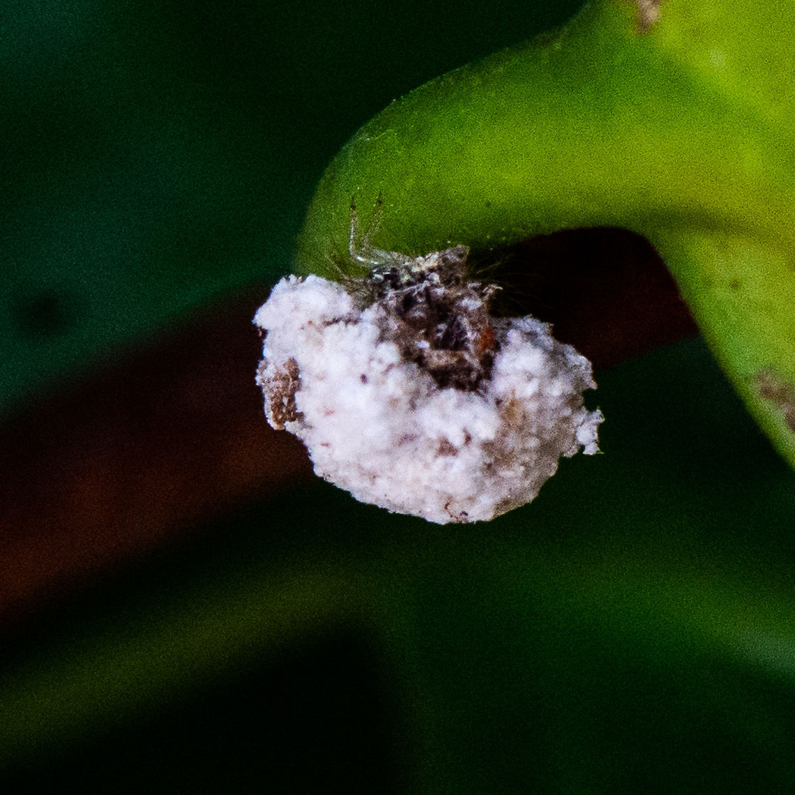 Lady Beetle  Australia,Geotagged,Summer