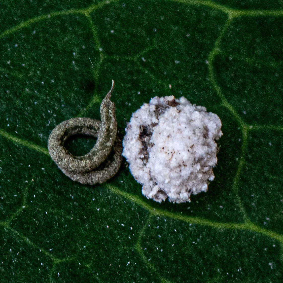 Curly Deposit - Lady Beetle  Australia,Geotagged,Summer
