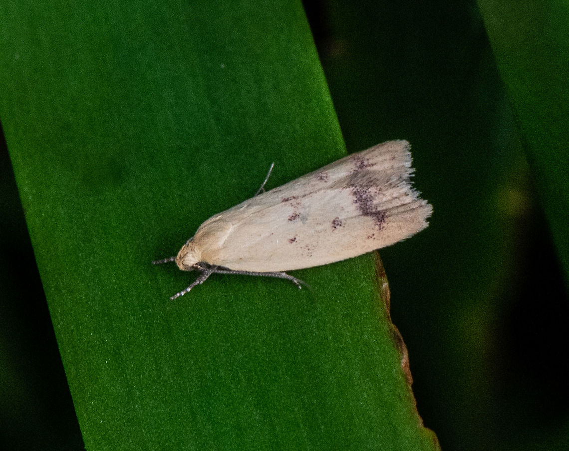 Small Concealer Moth ?  Australia,Geotagged,Summer