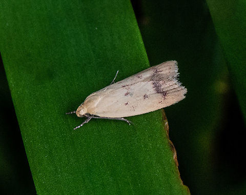 Small Concealer Moth ?  Australia,Geotagged,Summer