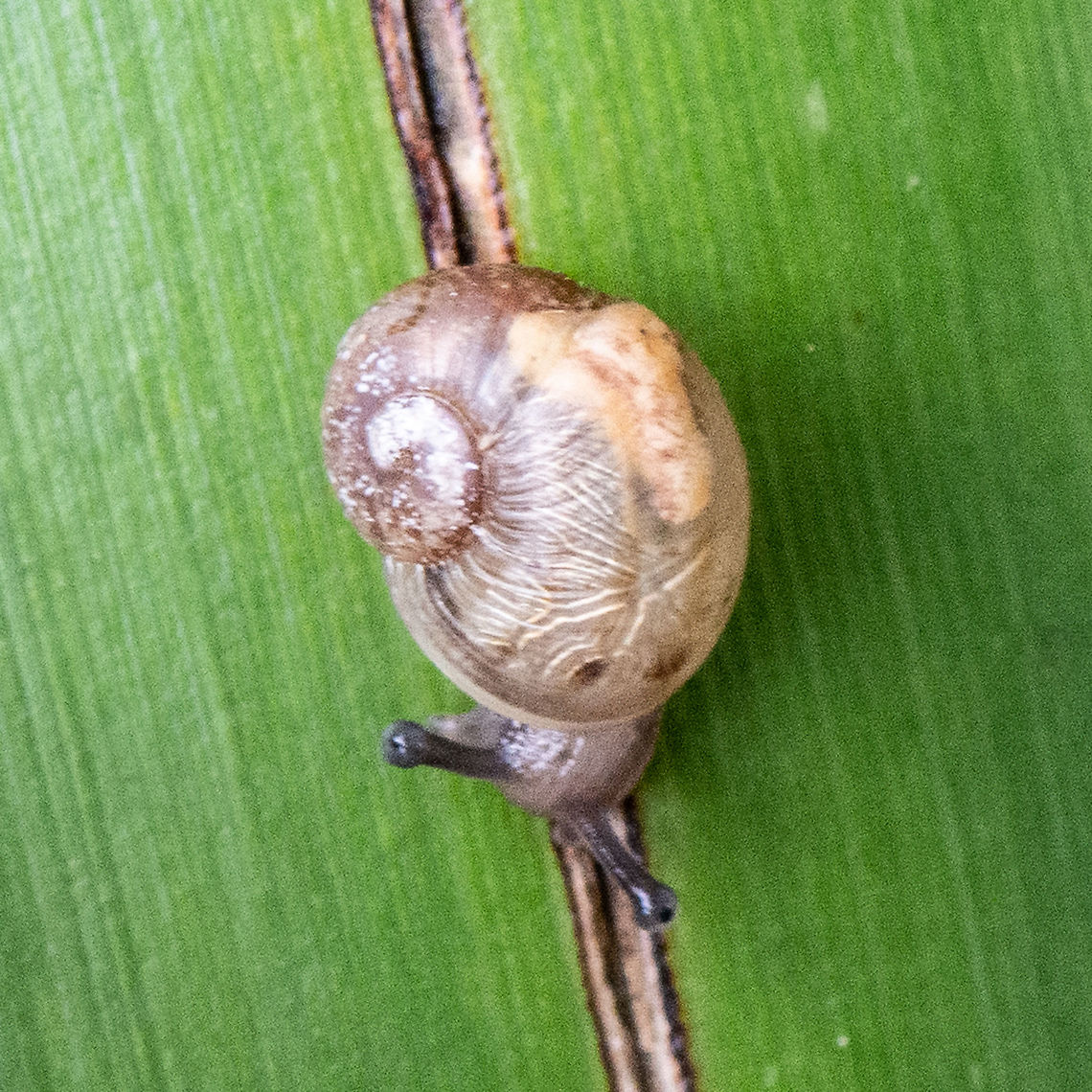 Small Humpback Snail  Australia,Geotagged,Summer