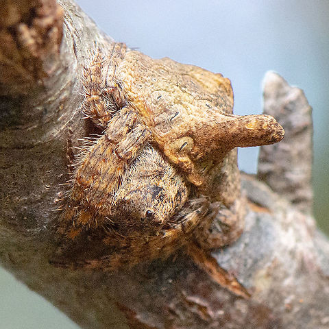 Wrapped  Australia,Dolophones turrigera,Geotagged,Summer,Turreted Wrap Around Spider