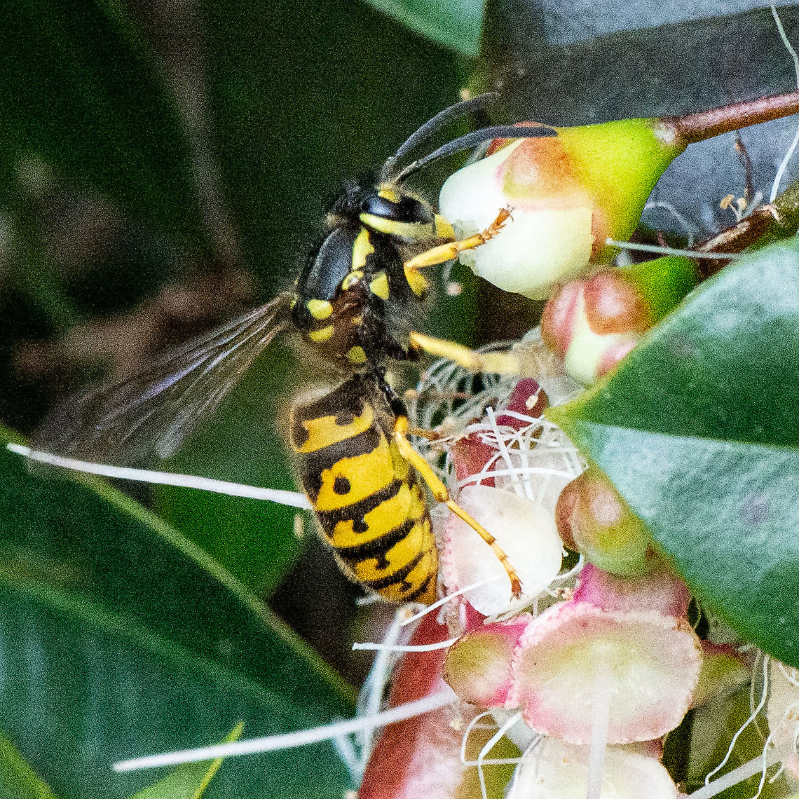 European or German Wasp - Vespula germanica  Australia,Geotagged,German wasp,Summer,Vespula germanica