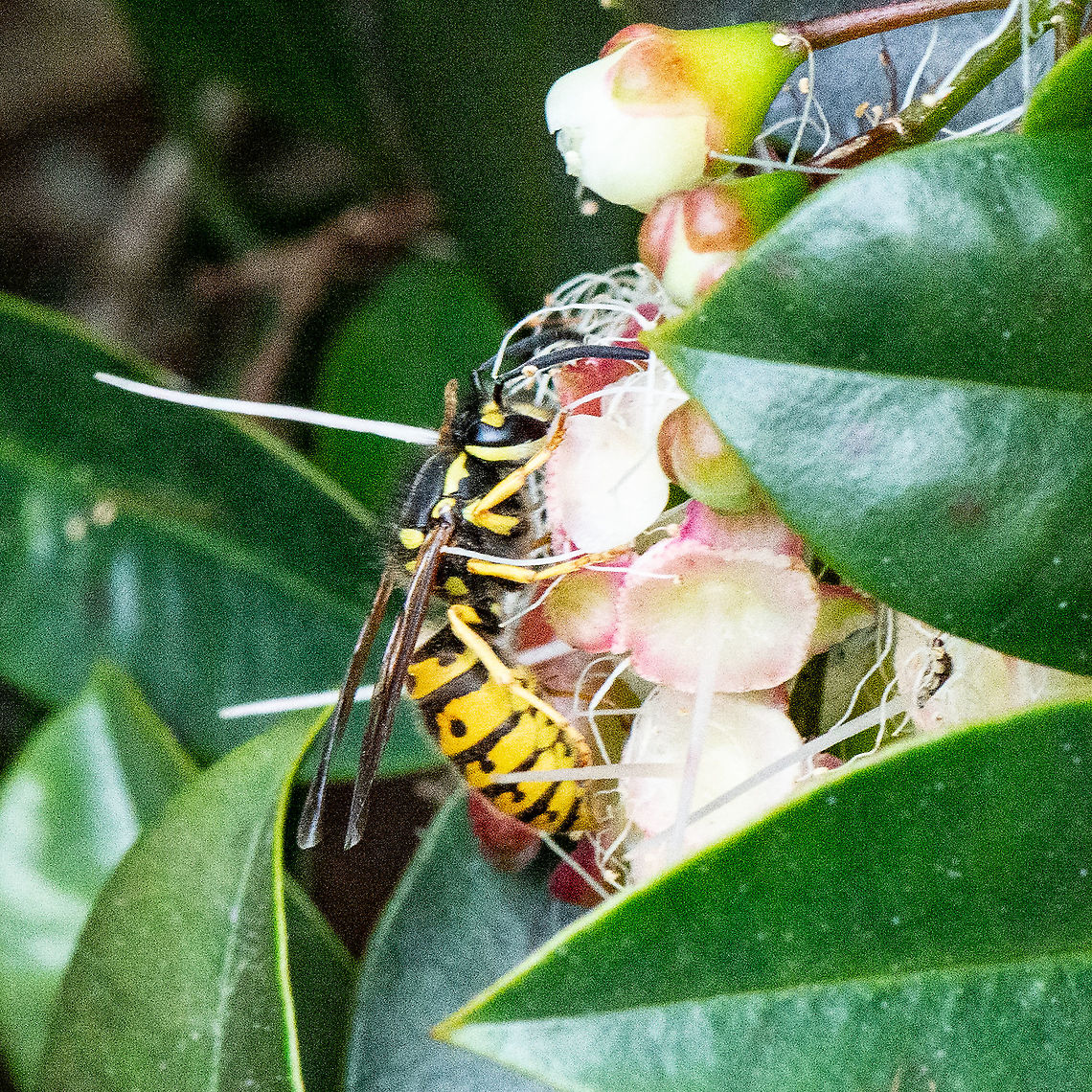 European or German Wasp - Vespula germanica  Australia,Geotagged,German wasp,Summer,Vespula germanica