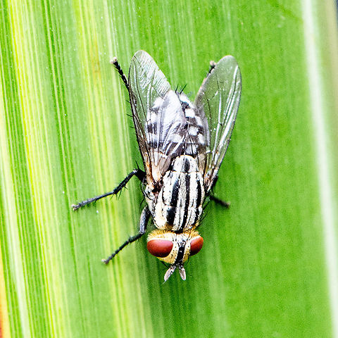 Checkerboard Fly - Flesh Fly - Sarcophaga australis  Australia,Geotagged,Summer