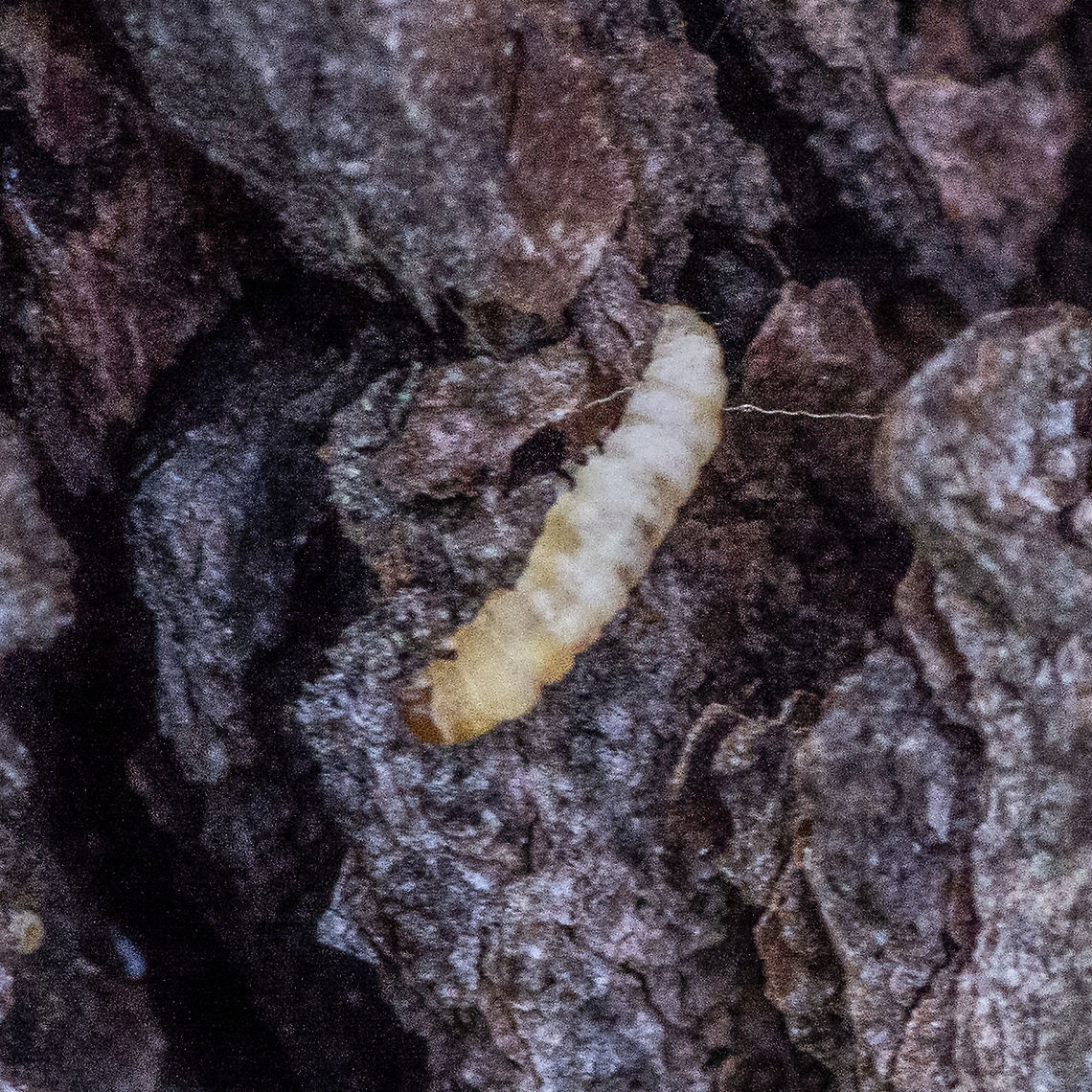 Unknown Larva - Moth  Australia,Geotagged,Summer