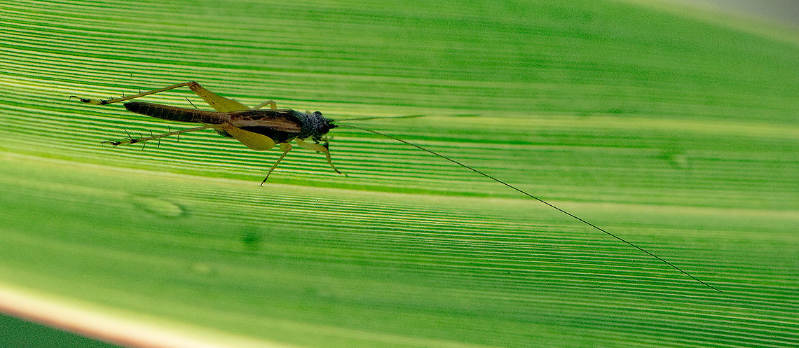 Silent Bush Cricket  Australia,Common Bush Cricket,Geotagged,Nisitrus vittatus,Phaneroptera falcata,Sickle-bearing Bush Cricket,Summer
