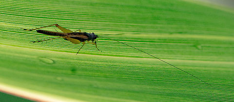 Silent Bush Cricket  Australia,Common Bush Cricket,Geotagged,Nisitrus vittatus,Phaneroptera falcata,Sickle-bearing Bush Cricket,Summer