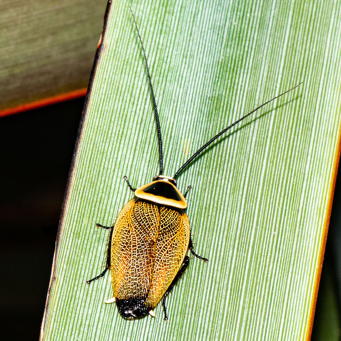 Austral Ellipsidion Cockroach - Ellipsidion australe  Austral Ellipsidion Cockroach,Australia,Ellipsidion australe,Geotagged,Summer