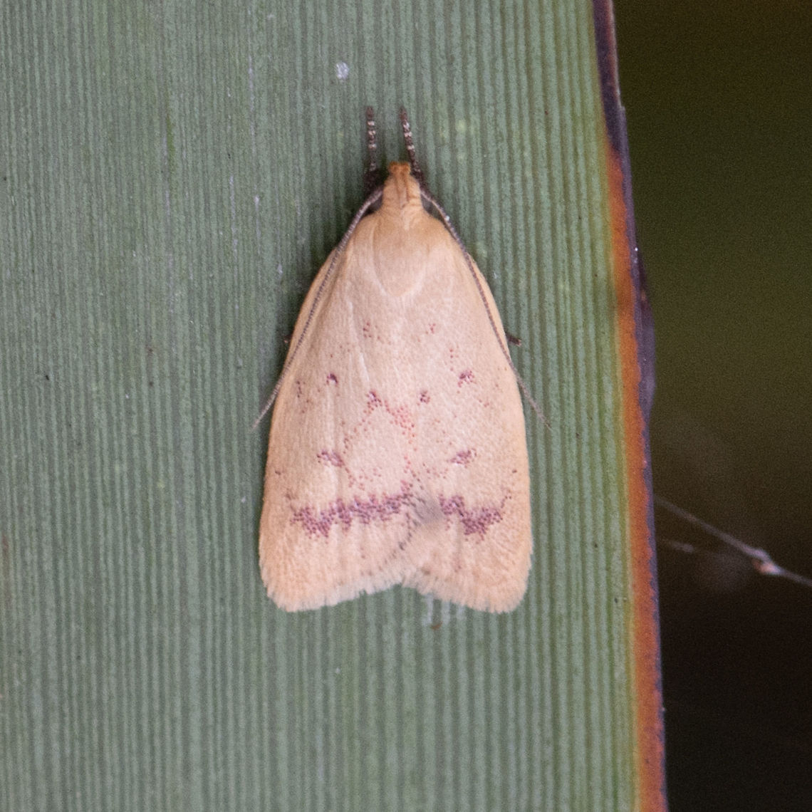 Moth - Heteroteucha occidua The adult moths have yellow forewings each with an incomplete brown submarginal band and some brown spots. The hindwings are a shiny pale yellow. The wingspan is about 2 cms. <br />
<br />
<a href="http://lepidoptera.butterflyhouse.com.au/wing/occidua.html" rel="nofollow">http://lepidoptera.butterflyhouse.com.au/wing/occidua.html</a> Australia,Geotagged,Heteroteucha occidua,Summer