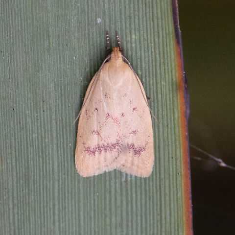 Heteroteucha occidua