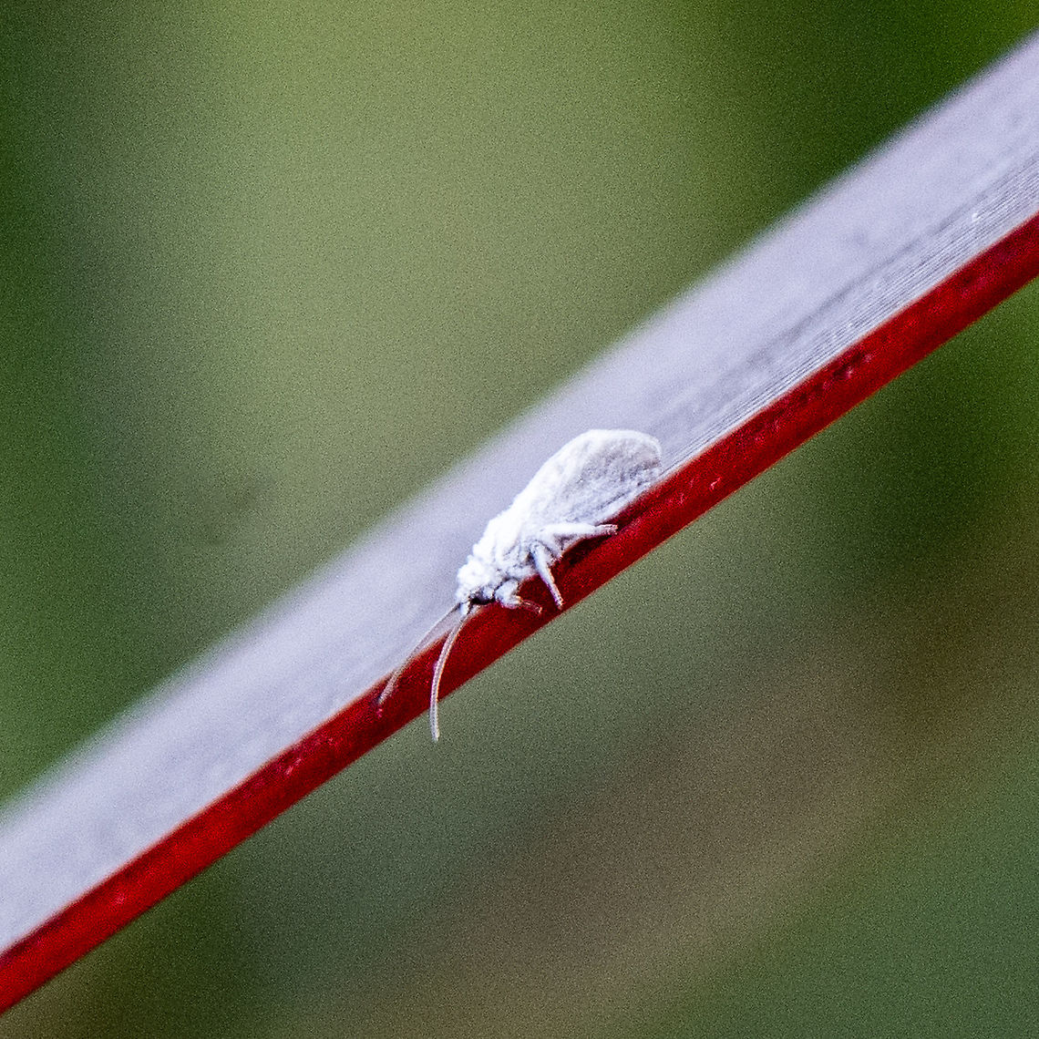 Coniopterygidae - Dusty Wings The dustywings, Coniopterygidae, are a family of Pterygota (winged insects) of the net-winged insect order (Neuroptera). About 460 living species are known.[1] These tiny insects can usually be determined to genus with a hand lens according to their wing venation, but to distinguish species, examination of the genitals by microscope is usually necessary. Australia,Geotagged,Summer