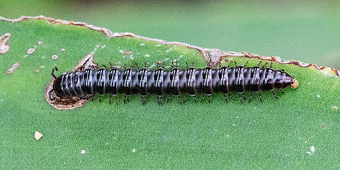 Ommatoiulus moreleti - Portuguese Millipede ?  Another deposit Another deposit Australia,Geotagged,Ommatoiulus moreleti,Summer